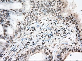DDX39B / UAP56 Antibody (clone OTI2C5)