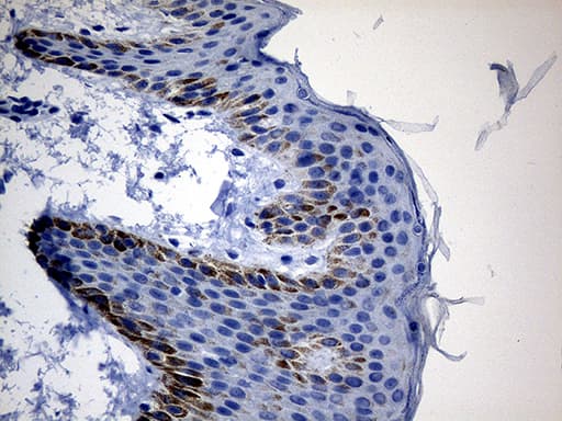 Monoclonal Mouse anti-Human CSF3 / G-CSF Antibody (clone OTI3C10, Carrier-free, IHC, WB)