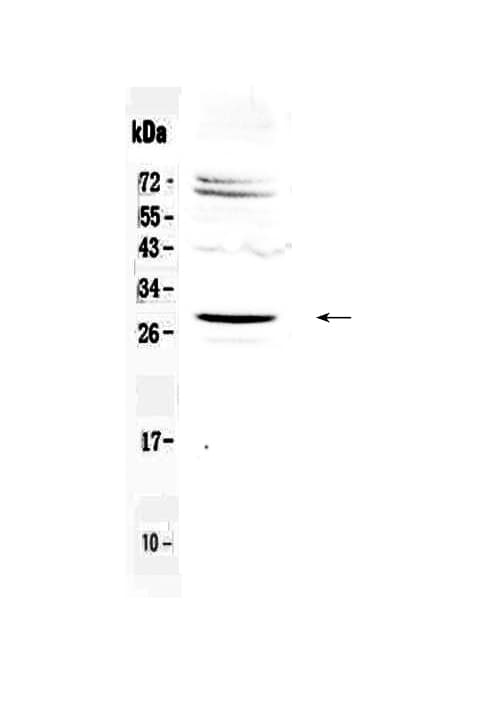 SIX6 Antibody