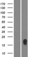 PRIMA1 Protein (Over-Expression Lysate Myc-DDK (Flag))
