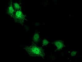 CDK2 Antibody (clone OTI2A5)