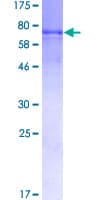 Human PVRL2 / CD112 Protein (Recombinant GST)