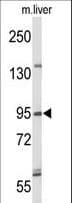 GEN1 Antibody (aa60-89)