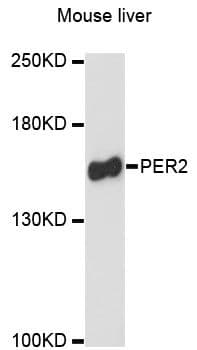 PER2 Antibody