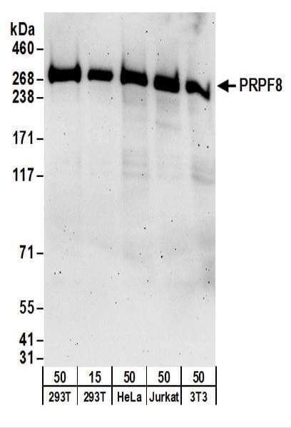 PRPF8 Antibody (aa2285-2335)