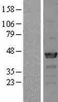 GRB4 / NCK2 Protein (Over-Expression Lysate Myc-DDK (Flag))