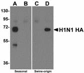 Influenza A Virus Hemagglutinin Antibody