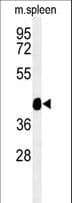 TEKT4 Antibody (aa132-161)