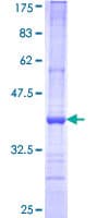 Human BMP8B Protein (Recombinant GST, N-terminus)