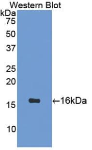 Secretin Antibody (aa26-133, APC)