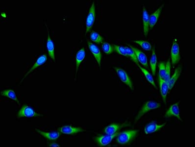 NEDD8 Antibody (aa1-81)