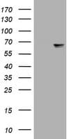 NF-L / NEFL Antibody (clone OTI2F5)