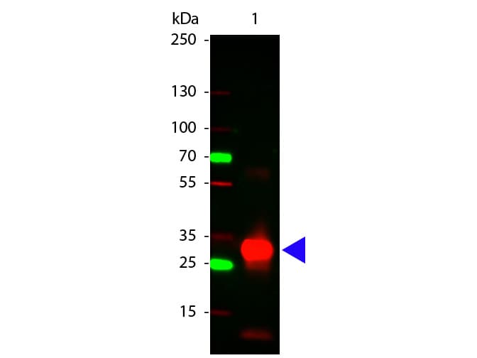 Rabbit Anti-Human IgG Fc Secondary Antibody