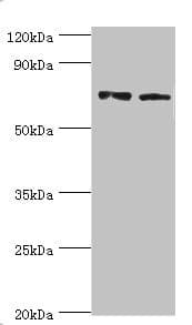 Polyclonal Rabbit anti-Human ANXA6/Annexin A6/Annexin VI Antibody (aa1-250, WB)