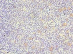GATA3 Antibody (aa1-260)