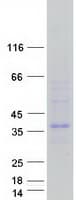 Human FAIM2 / LIFEGUARD Protein (Recombinant Myc-DDK (Flag))