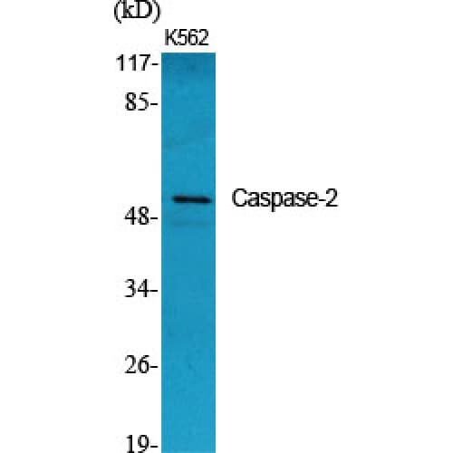 CASP2 / Caspase 2 Antibody (100-180 aa)