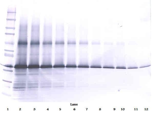 IHC-plus™ IGFBP3 Antibody