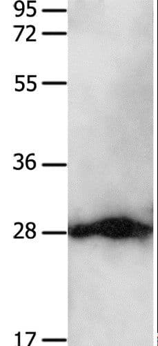 Polyclonal Rabbit anti-Human YWHAB / 14-3-3 Beta Antibody (WB)