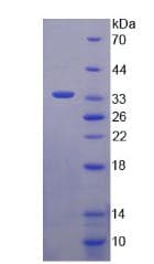 Human APOC3 / Apolipoprotein C III (Recombinant His-GST)
