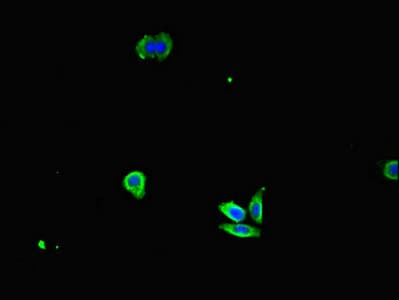 IL32 Antibody (aa31-234)