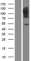 CAST / Calpastatin Protein (Over-Expression Lysate Myc-DDK (Flag))