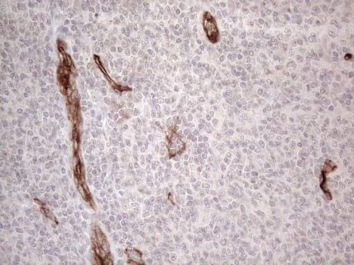 CD34 Antibody (aa312-385, clone OTI12F2)