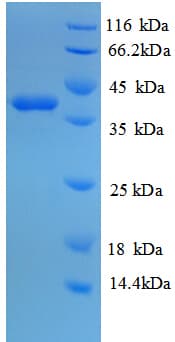 Human GLRX / Glutaredoxin Protein (Recombinant GST)
