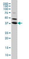 BPNT1 Antibody (clone 2E1)