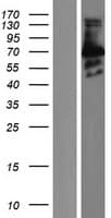 Human CSRNP3 Protein (Over-Expression Lysate Myc-DDK (Flag))