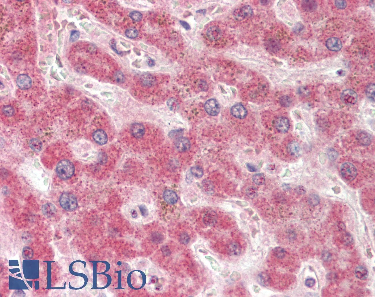 IHC-plus™ Polyclonal Rabbit anti-Human PON1 / ESA Antibody (aa118-145, IHC, WB)