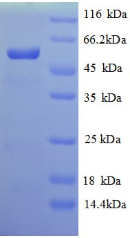 Salmonella typhi viaA Protein (Recombinant His)