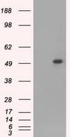 CD4 Antibody (clone OTI9G7)