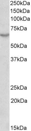 VISA / MAVS Antibody (aa93-298, clone 58N3E1)