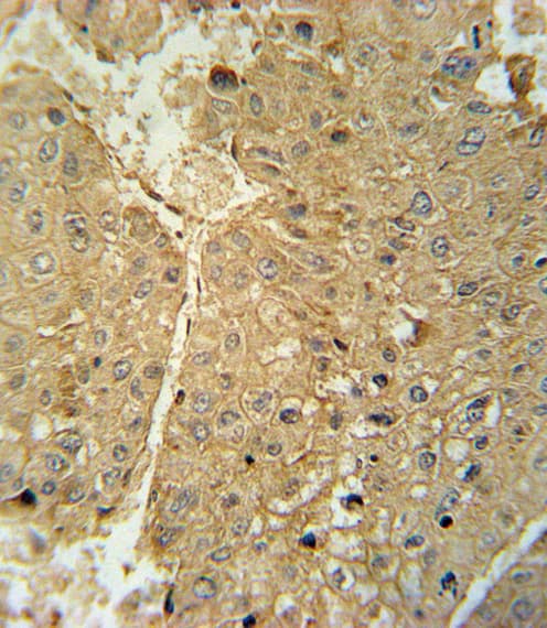 Polyclonal Rabbit anti-Human ADH1C Antibody (aa231-260, IHC, IF, WB)