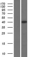 ELAVL4 / HuD Protein (Over-Expression Lysate Myc-DDK (Flag))
