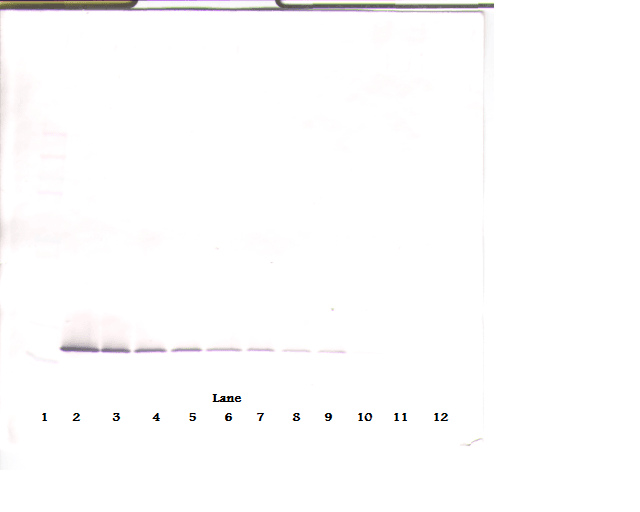 Endostatin Antibody (Biotin)