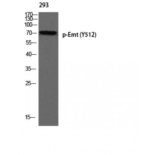 ITK / EMT Antibody (450-530 aa)