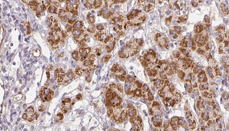 CALY Antibody