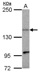 KIF1C Antibody (Internal)