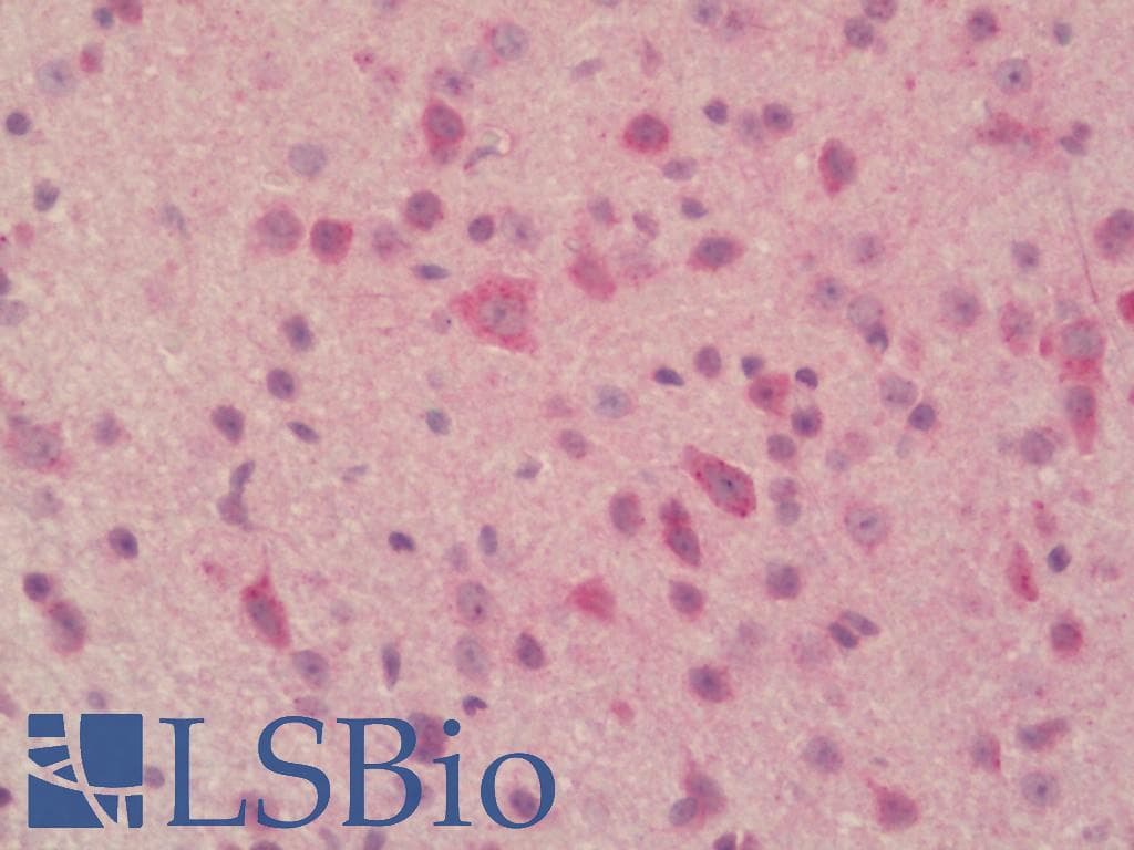 IHC-plus™ Polyclonal Rabbit anti-Mouse PLBD2 Antibody (IHC, WB)