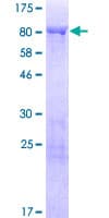 Human SYN3 / Synapsin III Protein (Recombinant GST)