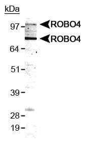 ROBO4 Antibody (Internal, DY488)