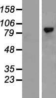 HMMR / CD168 / RHAMM Protein (Over-Expression Lysate Myc-DDK (Flag))
