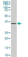 Monoclonal Mouse anti-Human BVES Antibody (clone 1C3, WB)