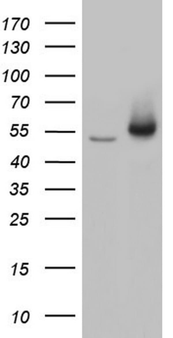 TRIM27 Antibody (clone OTI3B12)
