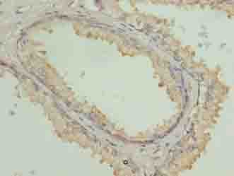 COG3 Antibody