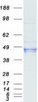 Human DUSP6 / MKP3 Protein (Recombinant Myc-DDK (Flag))