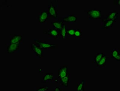 NATO3 / FERD3L Antibody
