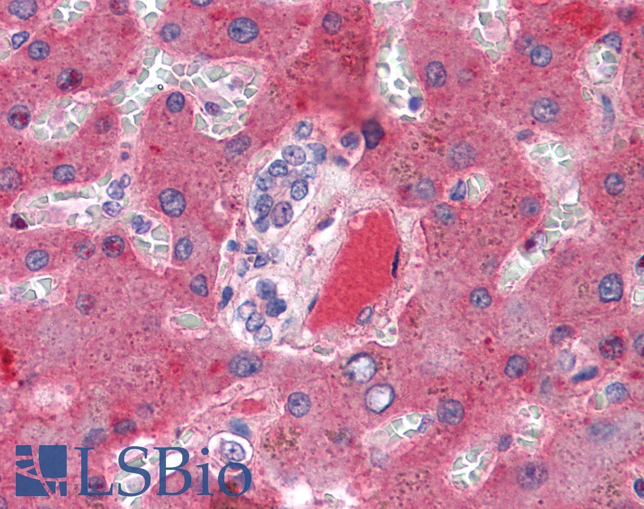 IHC-plus™ Polyclonal Sheep anti-Human F10 / Factor X Antibody (IHC)